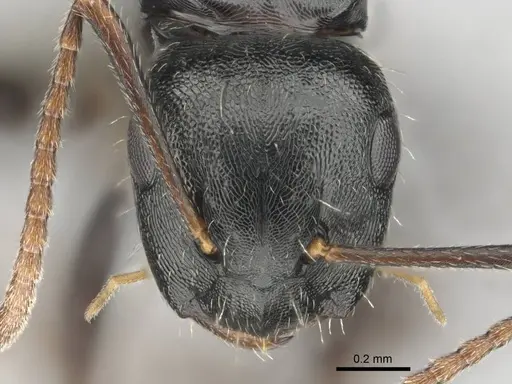 Camponotus liogaster specimen CASENT0251862 image casent0251862_2
