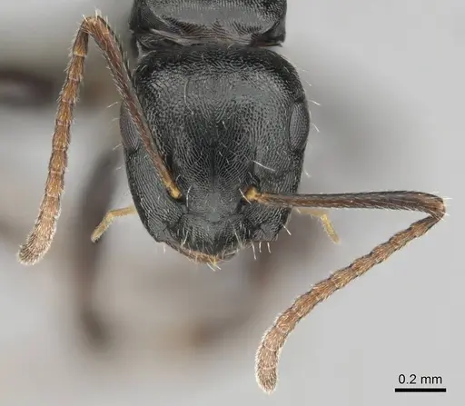 Camponotus liogaster specimen CASENT0251862 image casent0251862_3