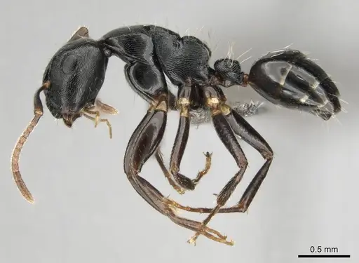 Camponotus liogaster specimen CASENT0251862 image casent0251862_4