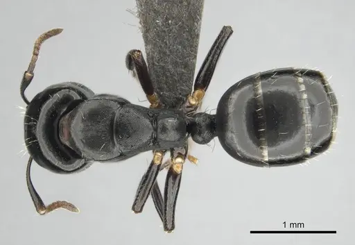 Camponotus liogaster specimen CASENT0251864 image casent0251864_1