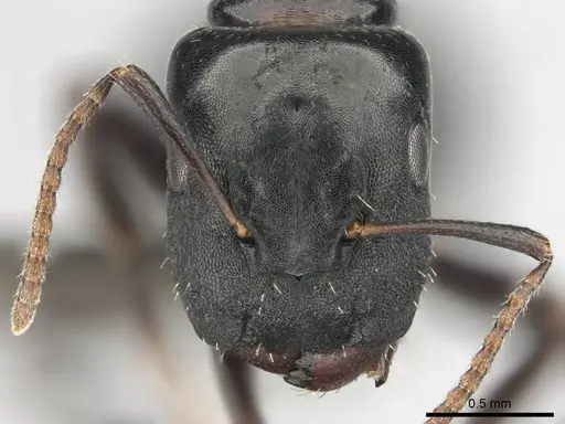 Camponotus liogaster specimen CASENT0251864 image casent0251864_2