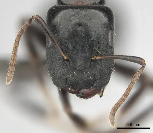 Camponotus liogaster specimen CASENT0251864 image casent0251864_3