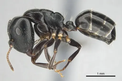 Camponotus liogaster specimen CASENT0251864 image casent0251864_4