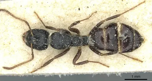 Camponotus liogaster specimen CASENT0911865 image casent0911865_1