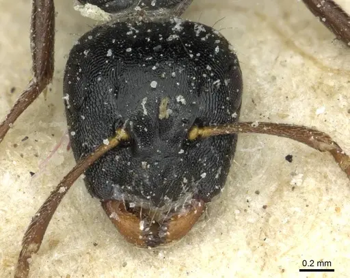Camponotus liogaster specimen CASENT0911865 image casent0911865_2