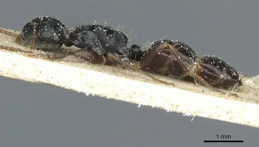 Camponotus liogaster specimen CASENT0911865 image casent0911865_3