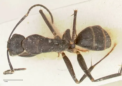 Camponotus lividicoxis specimen FOCOL2299 image focol2299_1
