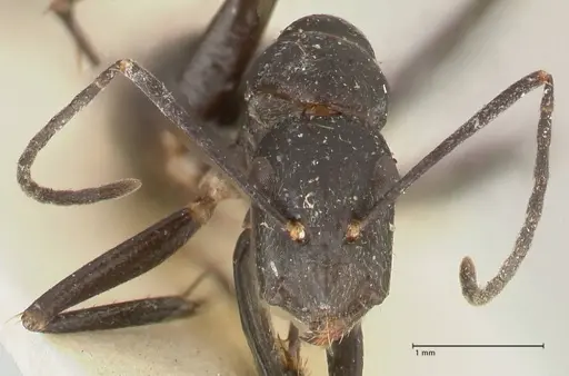 Camponotus lividicoxis specimen FOCOL2299 image focol2299_2