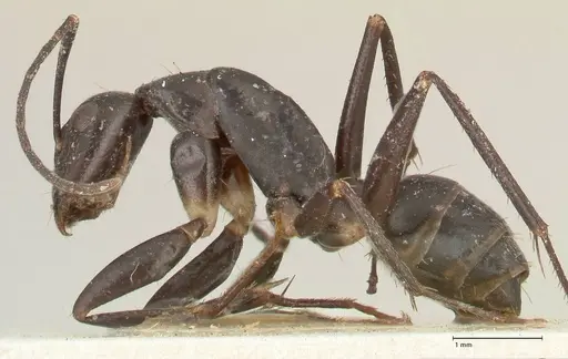 Camponotus lividicoxis specimen FOCOL2299 image focol2299_3