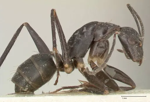 Camponotus lividicoxis specimen FOCOL2299 image focol2299_4