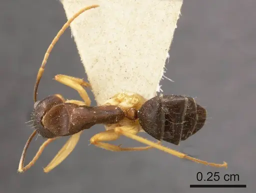 Camponotus lividipes specimen ANTWEB1008147 image antweb1008147_1