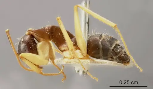 Camponotus lividipes specimen ANTWEB1008147 image antweb1008147_2