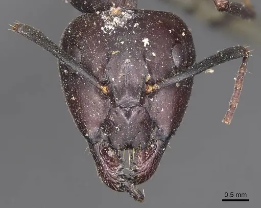 Camponotus lividipes specimen CASENT0905234 image casent0905234_2