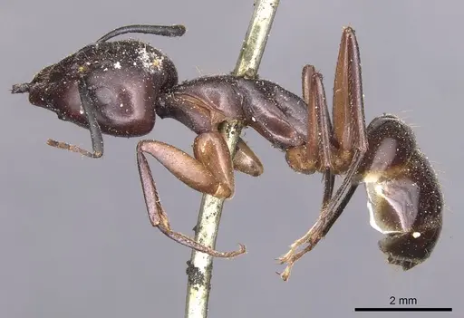Camponotus lividipes specimen CASENT0905234 image casent0905234_3