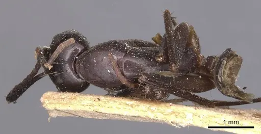 Camponotus lividipes specimen CASENT0905235 image casent0905235_1