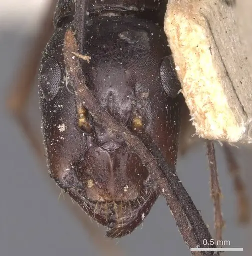Camponotus lividipes specimen CASENT0905235 image casent0905235_2