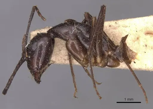 Camponotus lividipes specimen CASENT0905235 image casent0905235_3