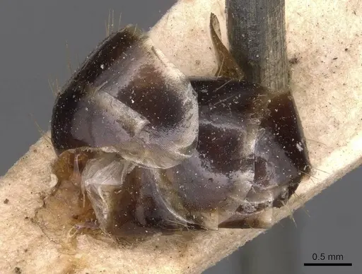 Camponotus lividipes specimen CASENT0905235 image casent0905235_4