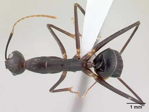 Camponotus lokobe specimen CASENT0436584 image casent0436584_1