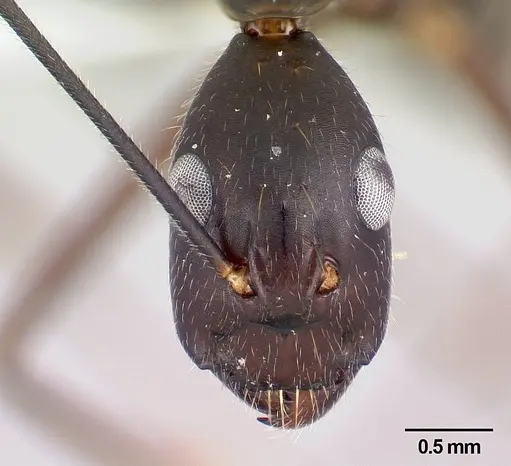 Camponotus lokobe specimen CASENT0436584 image casent0436584_2
