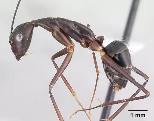Camponotus lokobe specimen CASENT0436584 image casent0436584_3