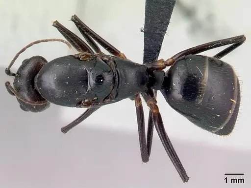 Camponotus lokobe specimen CASENT0436596 image casent0436596_1