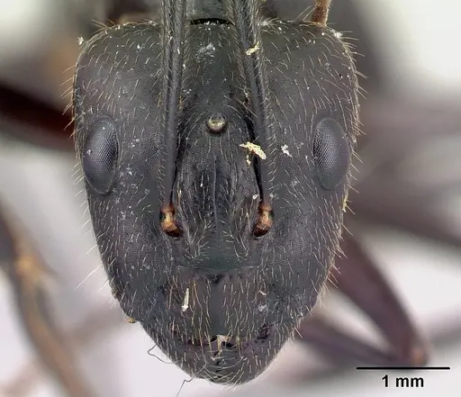 Camponotus lokobe specimen CASENT0436596 image casent0436596_2