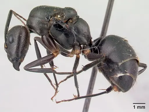 Camponotus lokobe specimen CASENT0436596 image casent0436596_3