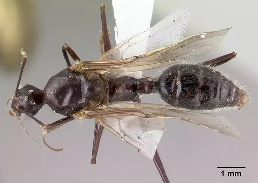 Camponotus longicollis specimen CASENT0191503 image casent0191503_1