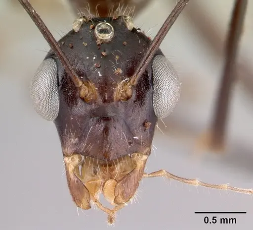 Camponotus longicollis specimen CASENT0191503 image casent0191503_2