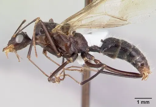 Camponotus longicollis specimen CASENT0191503 image casent0191503_3