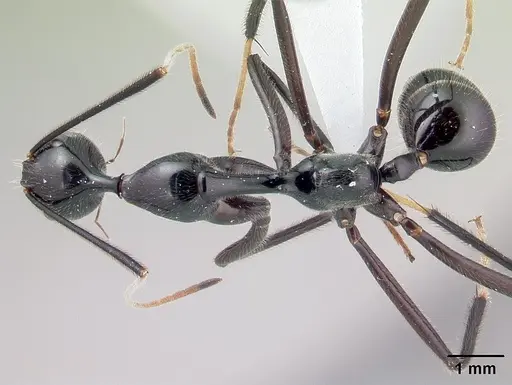 Camponotus longicollis specimen CASENT0191989 image casent0191989_1