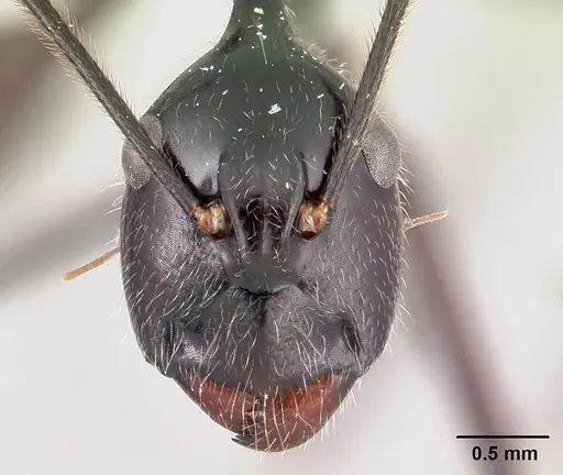 Camponotus longicollis specimen CASENT0191989 image casent0191989_2