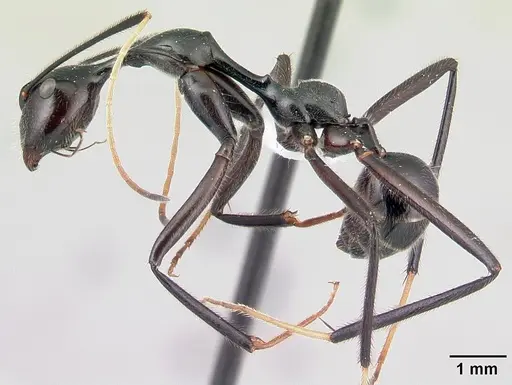 Camponotus longicollis specimen CASENT0191989 image casent0191989_3