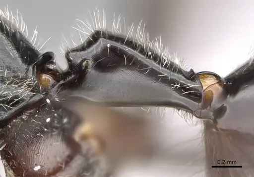 Camponotus longicollis specimen CASENT0191989 image casent0191989_4