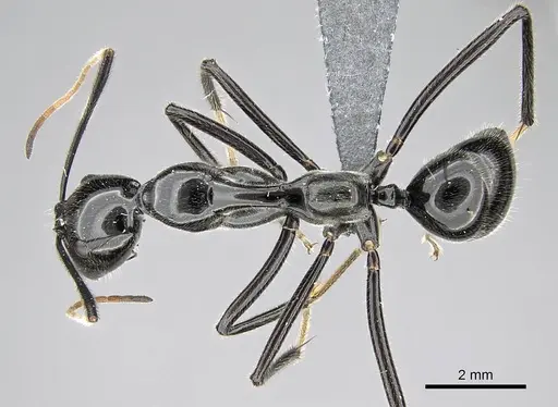 Camponotus longicollis specimen CASENT0300103 image casent0300103_1