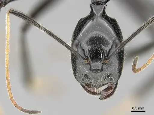 Camponotus longicollis specimen CASENT0300103 image casent0300103_2