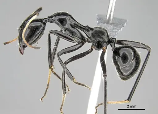 Camponotus longicollis specimen CASENT0300103 image casent0300103_3