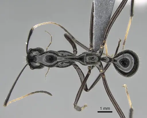 Camponotus longicollis specimen CASENT0370614 image casent0370614_1