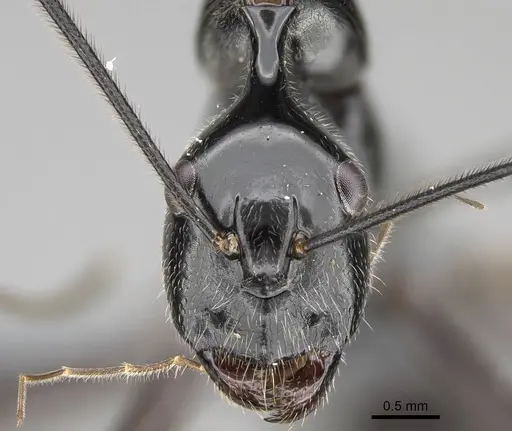 Camponotus longicollis specimen CASENT0370614 image casent0370614_2