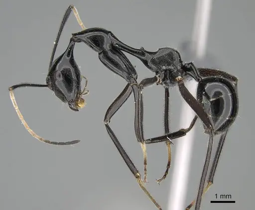 Camponotus longicollis specimen CASENT0370614 image casent0370614_3