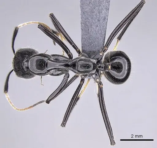 Camponotus longicollis specimen CASENT0763008 image casent0763008_1