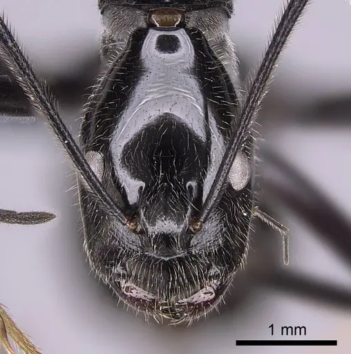 Camponotus longicollis specimen CASENT0763008 image casent0763008_2