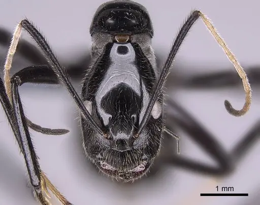 Camponotus longicollis specimen CASENT0763008 image casent0763008_3