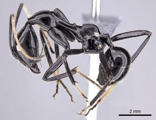 Camponotus longicollis specimen CASENT0763008 image casent0763008_4