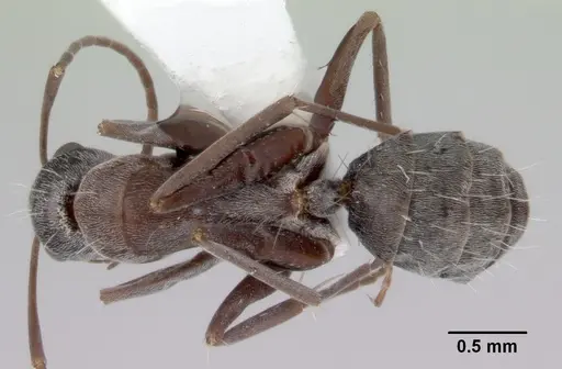 Camponotus longifacies specimen CASENT0172130 image casent0172130_1