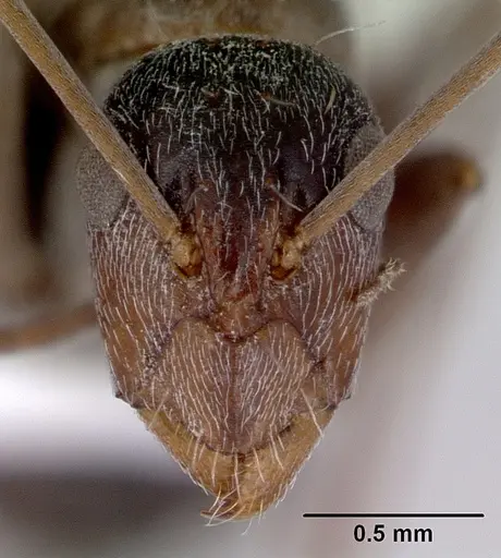 Camponotus longifacies specimen CASENT0172130 image casent0172130_2