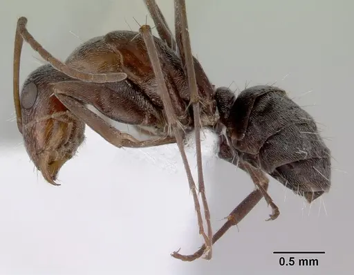 Camponotus longifacies specimen CASENT0172130 image casent0172130_3