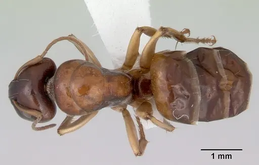 Camponotus longifacies specimen CASENT0172131 image casent0172131_1