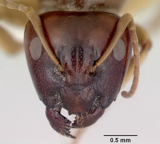 Camponotus longifacies specimen CASENT0172131 image casent0172131_2